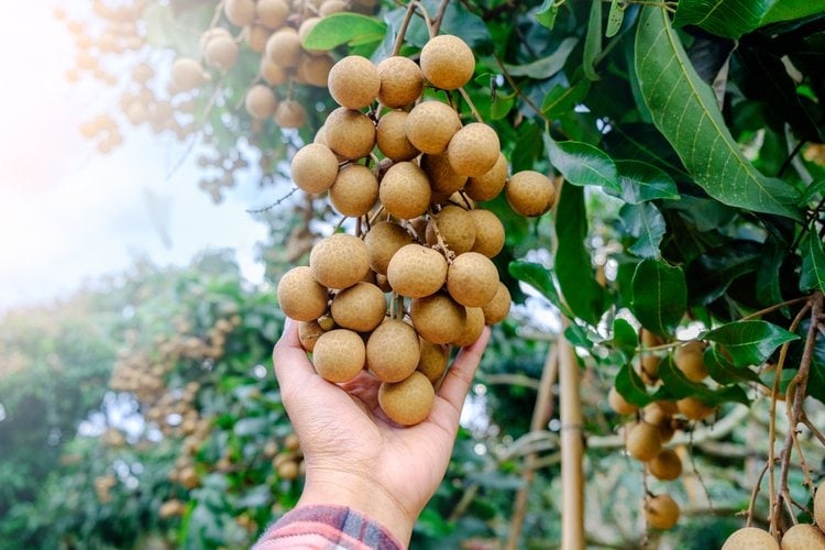 Longan farmer