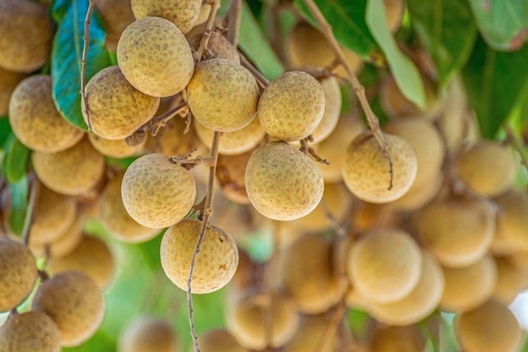 Longan fruit on a tree