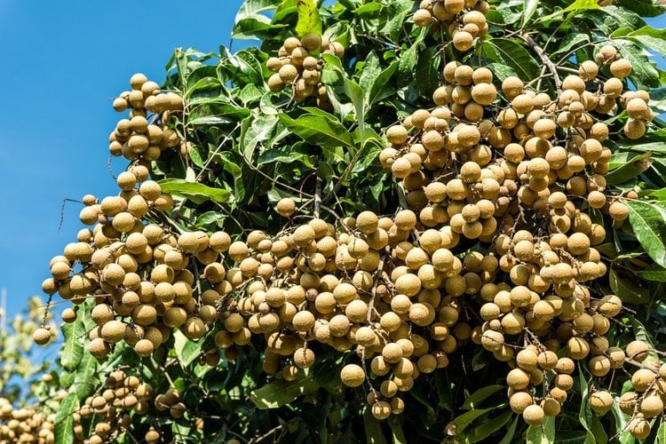 Orchard with longans