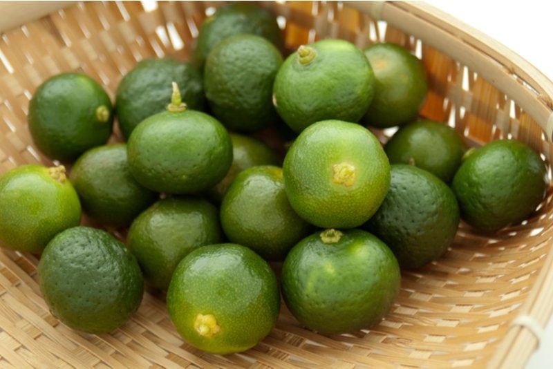 Shikuwasa Citrus Depressa Facts Photos And Ways To Use It Shikuwasa Citrus Depressa Facts Photos And Ways To Use It